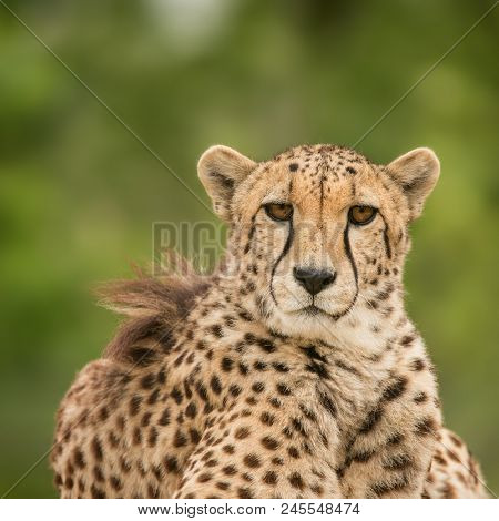 Stunning Intimate Portrait Of Cheetah Acinonyx Jubatus In Colorful Landscape