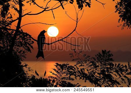 Silhouette Of Greater Racket-tailed Drongo Birds On A Tree Branches With Red Sky Sunset Background