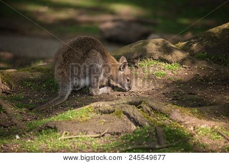 Forest Wallaby Wildlife Diprotodontia Macropoidae In Sunlgiht In Woodland With Yound Joey In Pouch
