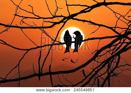 Silhouette Of Greater Racket-tailed Drongo Birds On A Tree Branches With Red Sky Sunset Background