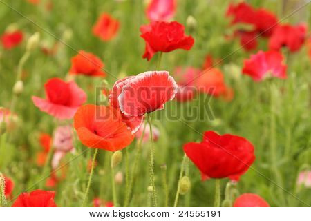 Mohn