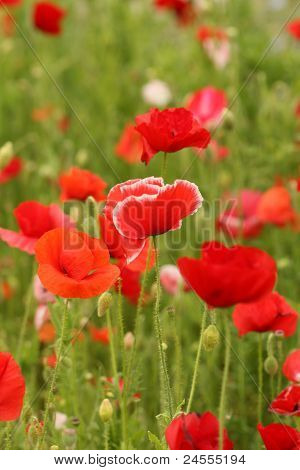 Mohn