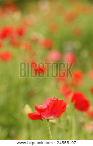 Mohn