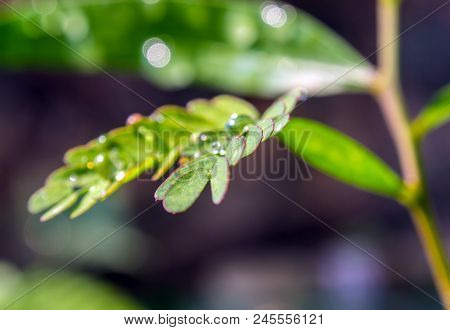 Simple Type Leaf And Pinnately Compound Type Leaf On The Same Tree