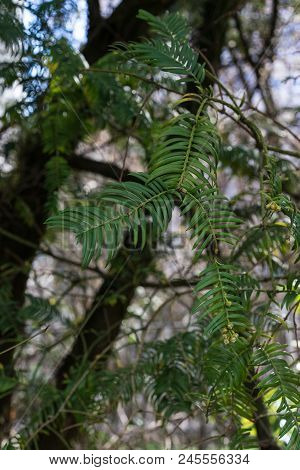 Fir Tree With Branch And Leaves, Cephalotaxus Harringtonia Drupacea