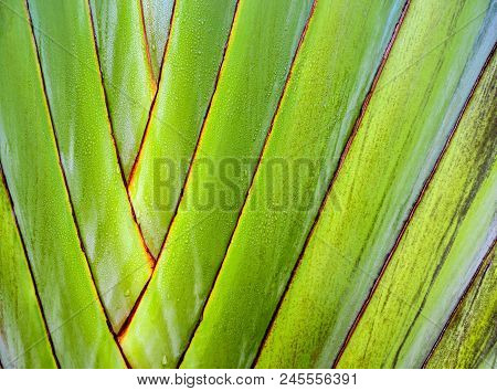 Texture On Body Of Traveler's Palm, Ravenala Banana