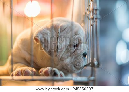 Puppy Wait In Dog Cage In Pet Shop Hope To Freedom