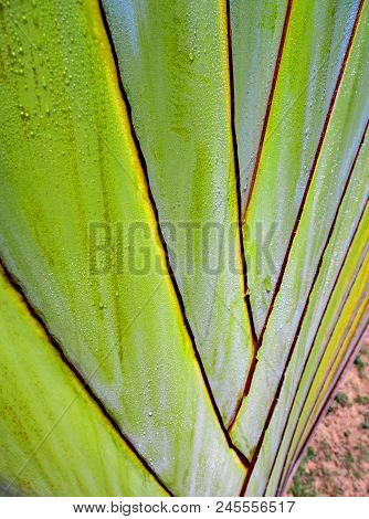 Texture On Body Of Traveler's Palm, Ravenala Banana