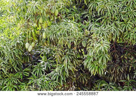 Mango Tree With Many Mangoes (mallika Variety) During Summer Season Harvested In The Months Of June 
