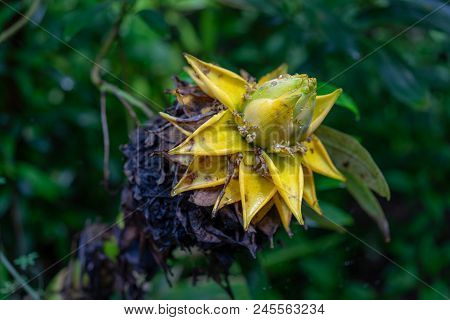 Side View Of Golden Lotus Or Dwarf Banana Also Known As Musella Lasiocarpa From The South-western Yu