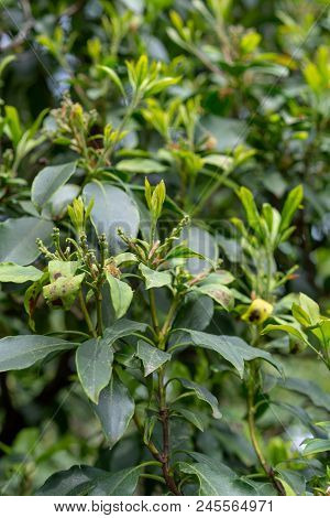 Green Leaves With Small Buds Of Kalmia Latifolia Clementine Churchill