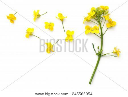 Rapeseed Blossom Isolated On White Background. Brassica Napus Flowers. Top View
