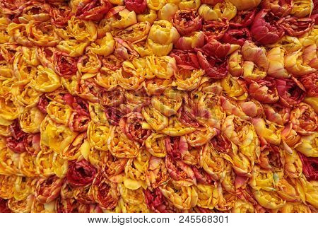 Abstract Background . Close-up Of Orange And Red Tulips Flowers
