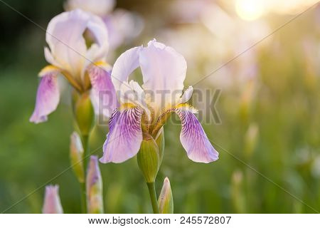 Lilac Flowers On A Green Meadow, In The Evening Sun, At Sunrise