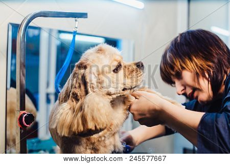 Female Groomer Haircut Cocker Spaniel On The Table For Grooming In The Beauty Salon For Dogs. Groomi