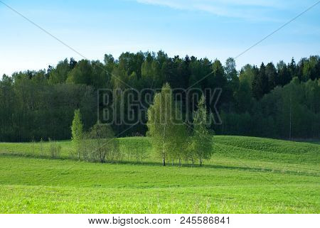 Clear Spring Sky, Farmland Field With Birches