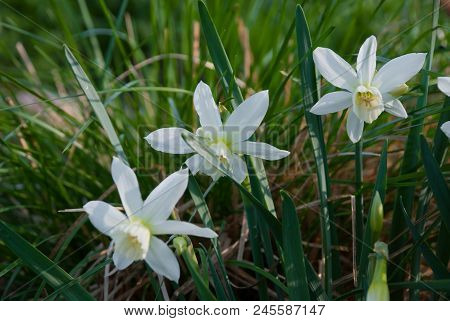 Daffodil Thalia (narcissus) Plants