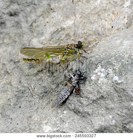 The Birth Of A Green Dragonfly From The Larvae Closeup