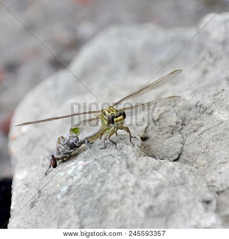 The Birth Of A Green Dragonfly From The Larvae Closeup
