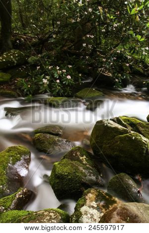 A Creek Flowing Over Mossy Rocks In A Forest.  Cosby, Great Smoky Mountains National Park, Usa.