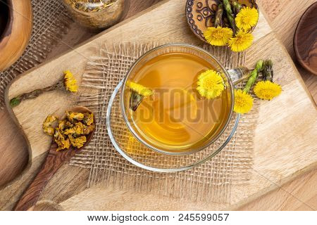 A Cup Of Coltsfoot Tea With Fresh Tussilago Farfara Plant
