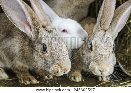 A Few Gray Rabbits Are Sitting In A Cage