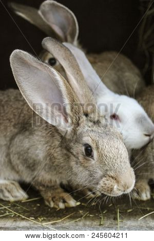 A Few Gray Rabbits Are Sitting In A Cage