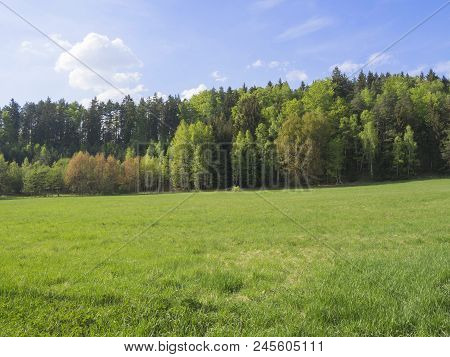 Idyllic Spring Landscape With Lush Green Grass, Fresh Deciduous And Spruce Tree Forest, Blue Sky Whi