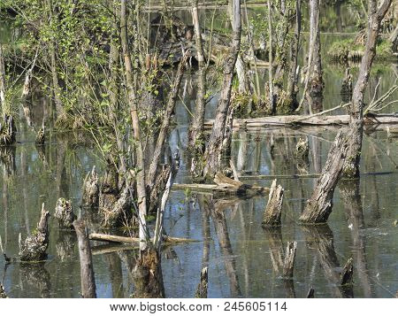 Logs And Trees In Swamp Lake, Spring Marchland Water Landscape