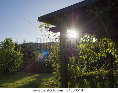 Brown Tiber Wooden Gazebo Or Pergola With Climbing Plants And Flowers, Green Grass Blue Sky In Eveni