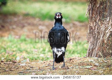 An Adult Australian Magpie (gymnorhina Tibicen) In A Field At The Darebin Parklands, Victoria, Austr