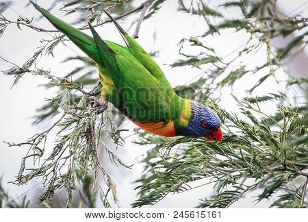 A Rainbow Lorikeet (trichoglossus Moluccanus) In A Tree At The Darebin Parklands, Victoria, Australi