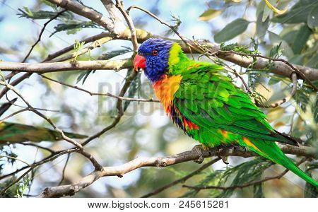 A Rainbow Lorikeet (trichoglossus Moluccanus) In A Tree At The Darebin Parklands, Victoria, Australi