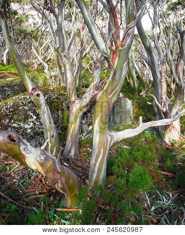 Snow Gum Trees(eucalyptus Pauciflora) In Baw Baw National Park, Australia.