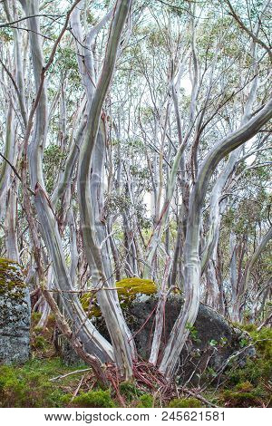 Snow Gum Trees(eucalyptus Pauciflora) In Baw Baw National Park, Australia.