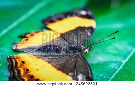 Closeup Of An Australian Lurcher Butterfly (yoma Sabina) Resting On A Leaf.