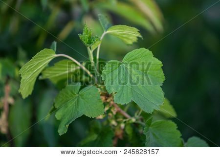 Raspberry Leaves In Garden In Sinset In Summer