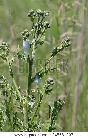 Spittle Bug Foam On A Thistle Plant. Immature Spittle Bugs Are Hidden Inside The White Frothy Foam A