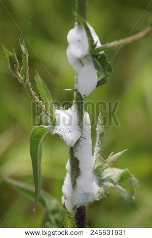 Spittle Bug Foam On A Thistle Plant. Immature Spittle Bugs Are Hidden Inside The White Frothy Foam A