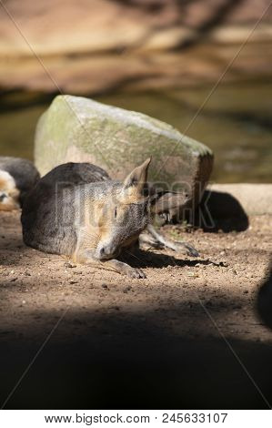 Single Cavy Resting Near A Rock In Front Of A Shallow Watering Hole