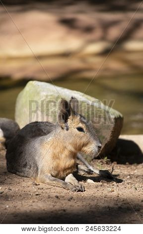 Cavy Resting In Front Of A Rock Near A Shallow Watering Hole