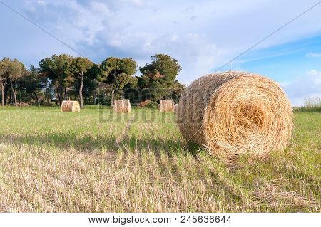 Various Dry Straw Rollers In The Foreground With Blue Sky In Its Background