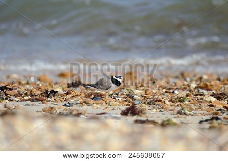Ringed Plover On Shingle Beach, Lepe, Uk South Coast