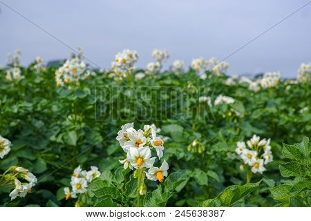 Blossoming Of Potato Fields, Potatoes Plants With White Flowers Growing On Farmers Fiels
