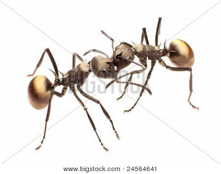 Ants Kissing