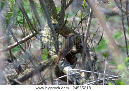 Wood Thrush Hylocichla Mustelina Perched On A Tree Branch Brown And White With Brown Spots