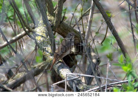 Wood Thrush Hylocichla Mustelina Perched On A Tree Branch Brown And White With Brown Spots