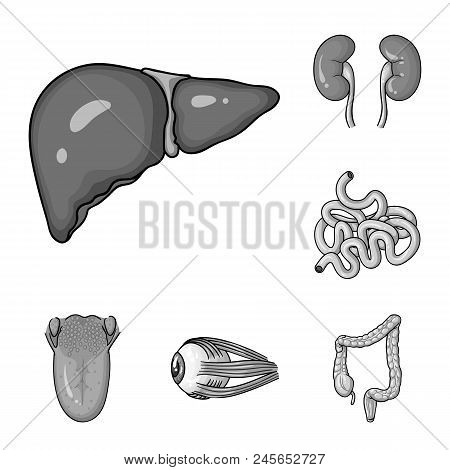 Human Organs Monochrome Icons In Set Collection For Design. Anatomy And Internal Organs Vector Symbo
