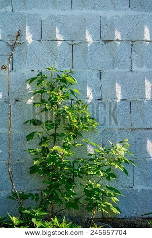 Background, A Wall Of Big Grey Brick Blocks With A Triangular Ornament, Shadows From The Sun And A P