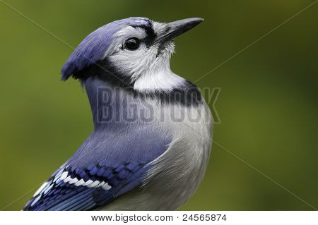 Blue Jay